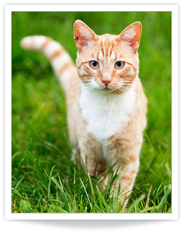 Learn the Top Signs of Feline Hyperthyroidism