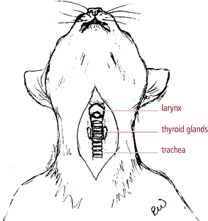 feline thyroid