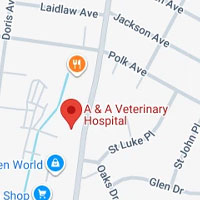 Franklin Square, NY Feline Thyroid Treatment