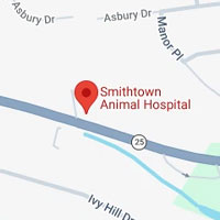 Smithtown, NY Feline Thyroid Treatment