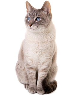 Veterinary Referrals for cat hyperthyroidism