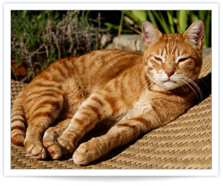 Feline hyperthyroidism treatment with radioactive iodine