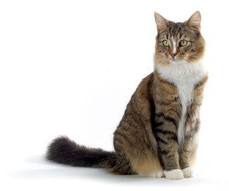 cat thyroid disorder treatment, contact Thyro-Cat